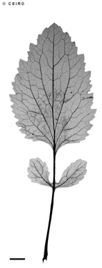 APII jpeg image of Dichrocephala integrifolia  © contact APII