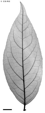 APII jpeg image of Hexaspora pubescens  © contact APII