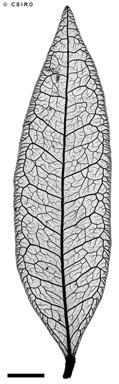 APII jpeg image of Phyllanthus brassii  © contact APII