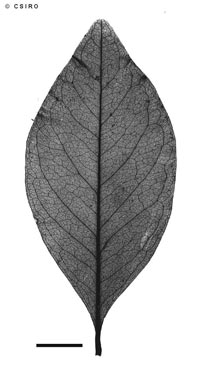 APII jpeg image of Myrsine maculata  © contact APII
