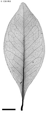 APII jpeg image of Rhysotoechia bifoliolata subsp. nitida  © contact APII
