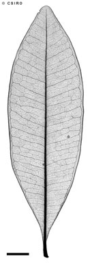 APII jpeg image of Samadera sp. Tozer Range (L.J.Brass 19393)  © contact APII