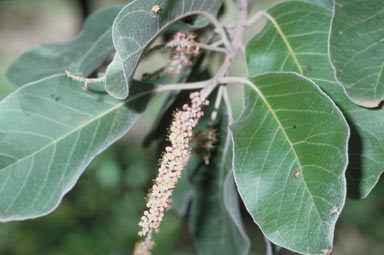 APII jpeg image of Terminalia platyphylla  © contact APII