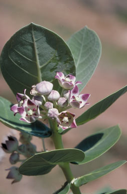 APII jpeg image of Calotropis procera  © contact APII