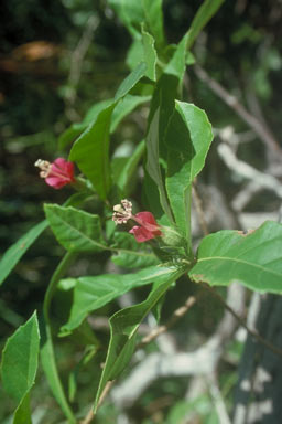 APII jpeg image of Hibiscus propulsator  © contact APII