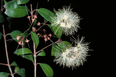 APII jpeg image of Syzygium oleosum  © contact APII