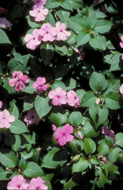 APII jpeg image of Impatiens walleriana  © contact APII