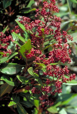 APII jpeg image of Flindersia oppositifolia  © contact APII