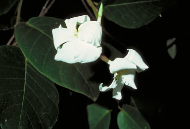 APII jpeg image of Voacanga grandifolia  © contact APII