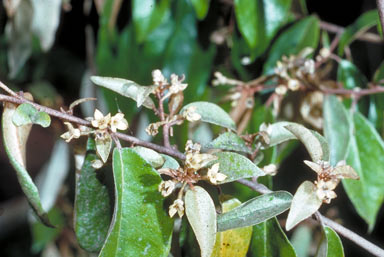 APII jpeg image of Elaeagnus triflora  © contact APII