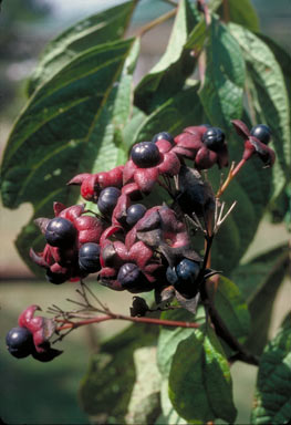 APII jpeg image of Clerodendrum longiflorum var. glabrum  © contact APII