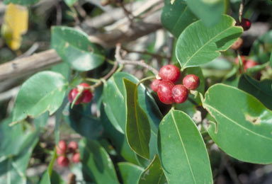 APII jpeg image of Ficus benjamina  © contact APII