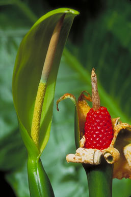 APII jpeg image of Alocasia brisbanensis  © contact APII