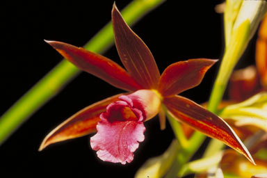 APII jpeg image of Phaius tancarvilleae  © contact APII