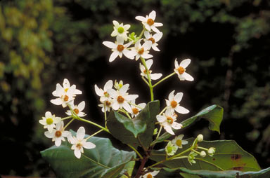 APII jpeg image of Sloanea australis subsp. parviflora  © contact APII