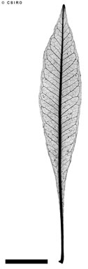 APII jpeg image of Dodonaea viscosa subsp. viscosa  © contact APII