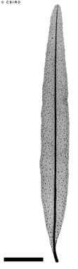 APII jpeg image of Phebalium squamulosum subsp. longifolium  © contact APII