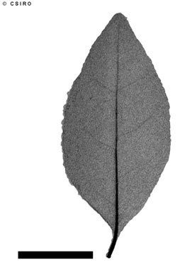 APII jpeg image of Ligustrum sinense  © contact APII