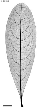 APII jpeg image of Pittosporum moluccanum  © contact APII