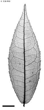APII jpeg image of Wilkiea sp. McDowall Range (J.G.Tracey 14552)  © contact APII