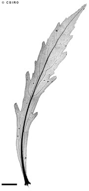 APII jpeg image of Erigeron canadensis  © contact APII