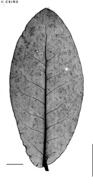 APII jpeg image of Actephila sessilifolia  © contact APII