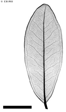APII jpeg image of Lithomyrtus obtusa  © contact APII