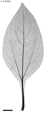 APII jpeg image of Synedrella nodiflora  © contact APII