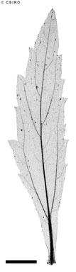APII jpeg image of Verbena officinalis  © contact APII