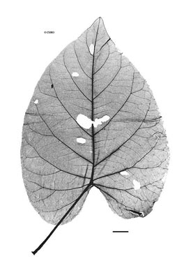 APII jpeg image of Ipomoea sp. Merluna (B.P.Hyland 21374V)  © contact APII
