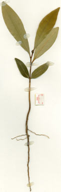 APII jpeg image of Planchonella euphlebia  © contact APII