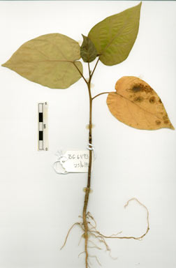 APII jpeg image of Solanum betaceum  © contact APII