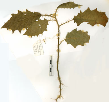 APII jpeg image of Solanum dimorphispinum  © contact APII