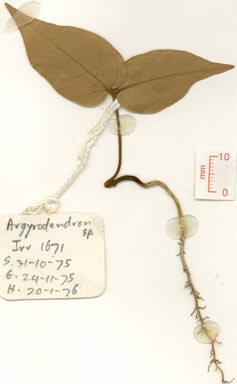 APII jpeg image of Argyrodendron sp. Penta Tulip Oak (B.P.Hyland 2565RFK)  © contact APII