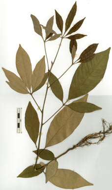 APII jpeg image of Argyrodendron sp. Penta Tulip Oak (B.P.Hyland 2565RFK)  © contact APII
