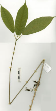 APII jpeg image of Sterculia shillinglawii  © contact APII