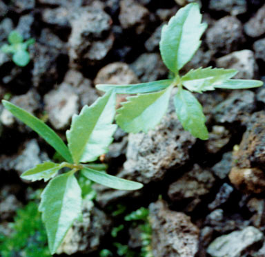 APII jpeg image of Symplocos sp. Boonjie (B.P.Hyland 2753)  © contact APII