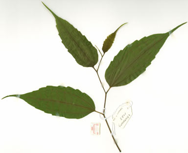 APII jpeg image of Celtis hildebrandii  © contact APII