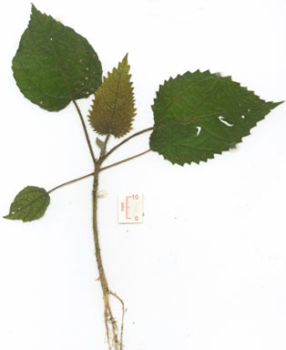 APII jpeg image of Dendrocnide cordifolia  © contact APII