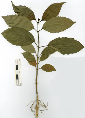 APII jpeg image of Clerodendrum longiflorum var. glabrum  © contact APII