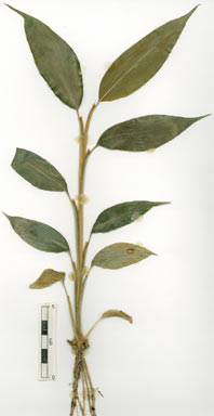 APII jpeg image of Alpinia hylandii  © contact APII