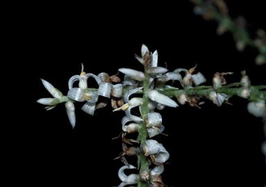 APII jpeg image of Helmholtzia acorifolia  © contact APII