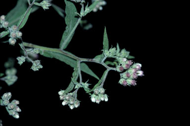 APII jpeg image of Eschenbachia leucantha  © contact APII
