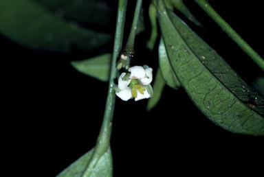 APII jpeg image of Baloghia parviflora  © contact APII