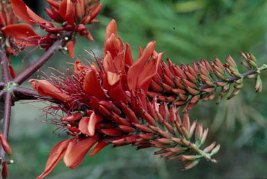 APII jpeg image of Erythrina variegata  © contact APII