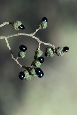 APII jpeg image of Geijera salicifolia var. salicifolia  © contact APII