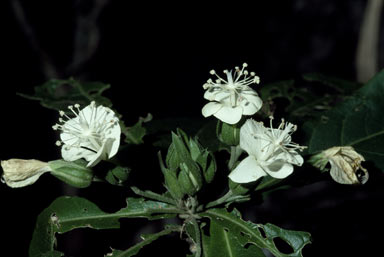 APII jpeg image of Hibiscus macilwraithensis  © contact APII