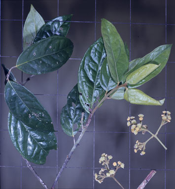 APII jpeg image of Steganthera laxiflora subsp. laxiflora  © contact APII