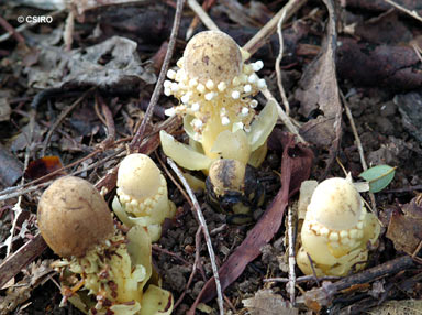 APII jpeg image of Balanophora fungosa subsp. fungosa  © contact APII