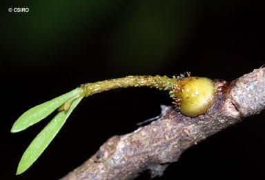 APII jpeg image of Lysiana subfalcata  © contact APII